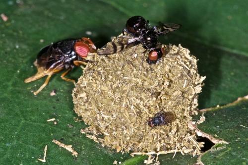 Scholastinae
